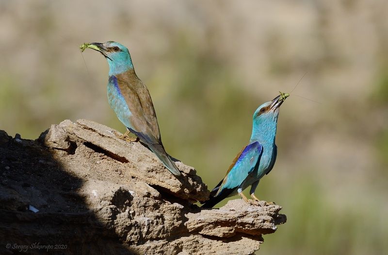 Каждому по кузнечику фото превью