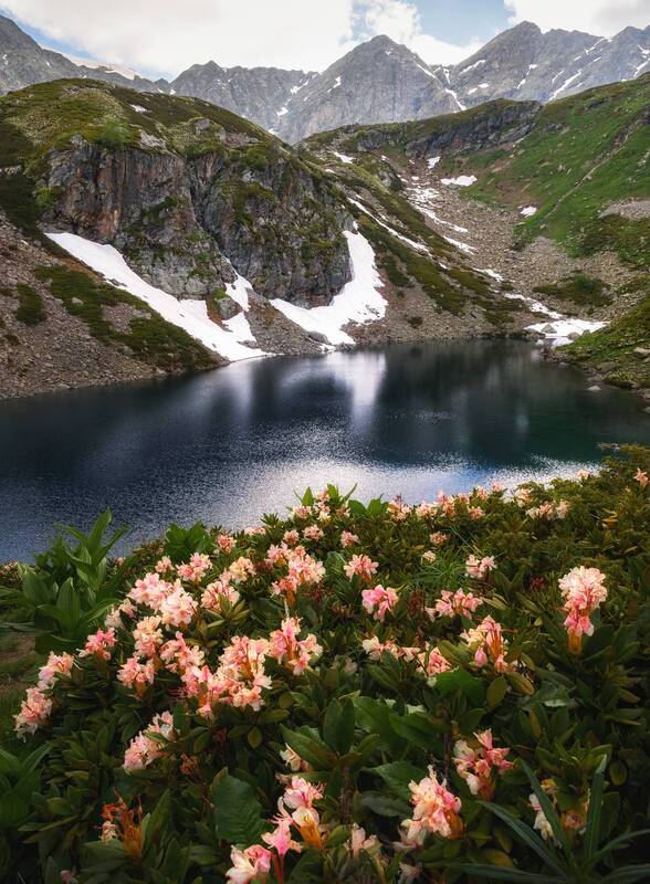 кавказ, карачаево-черкесия, кчр, горы, горное озеро, горные цветы, дуккинские озера, рододендрон, архыз, озеро Цветочный берег фото превью