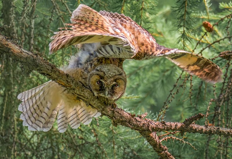 птица, сова, ушастая, лес Страшно! фото превью