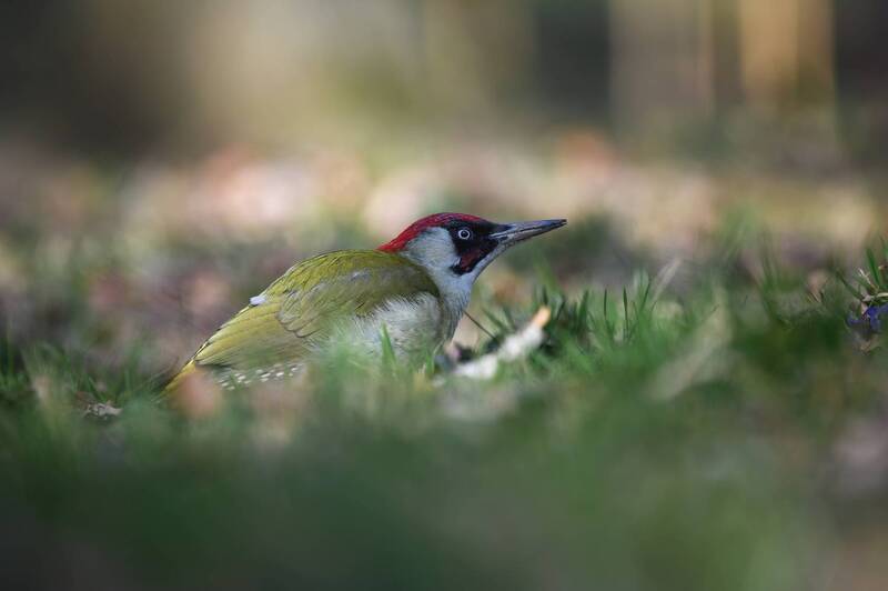 фотоохота, птица, дятел, зелёный дятел Украшение весны. фото превью