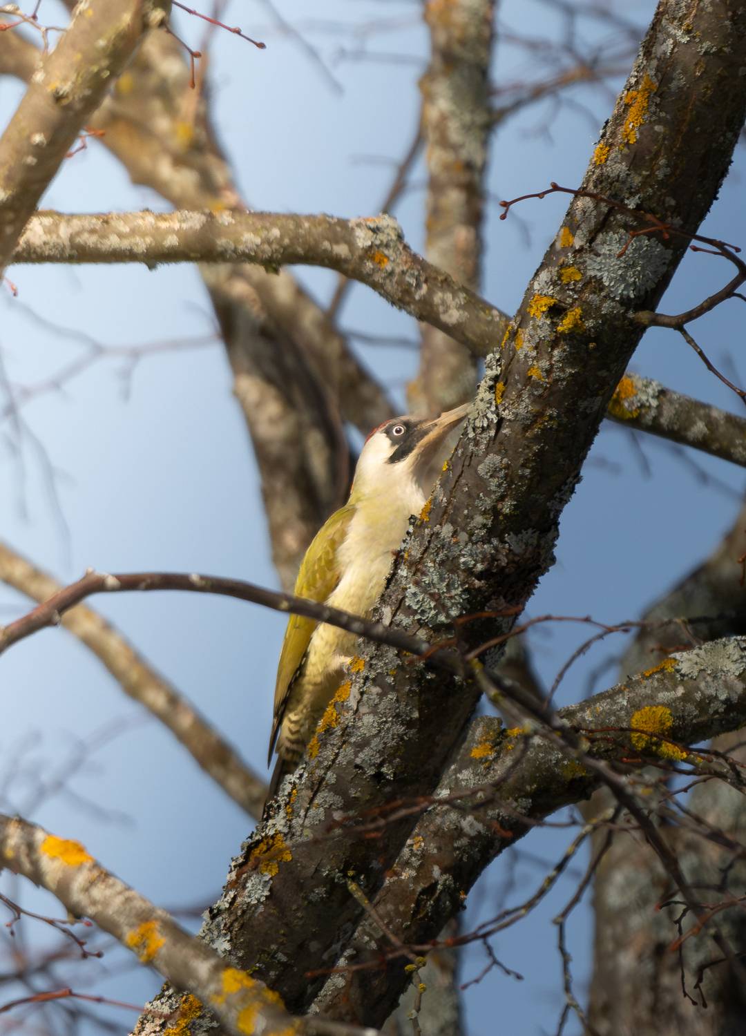 , Ширгин Сергей