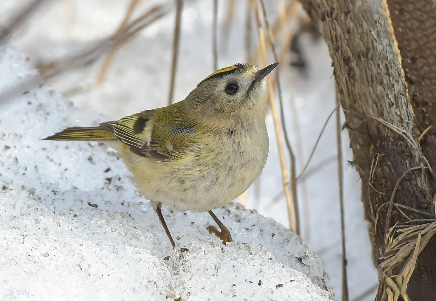 , Наталья Екимова