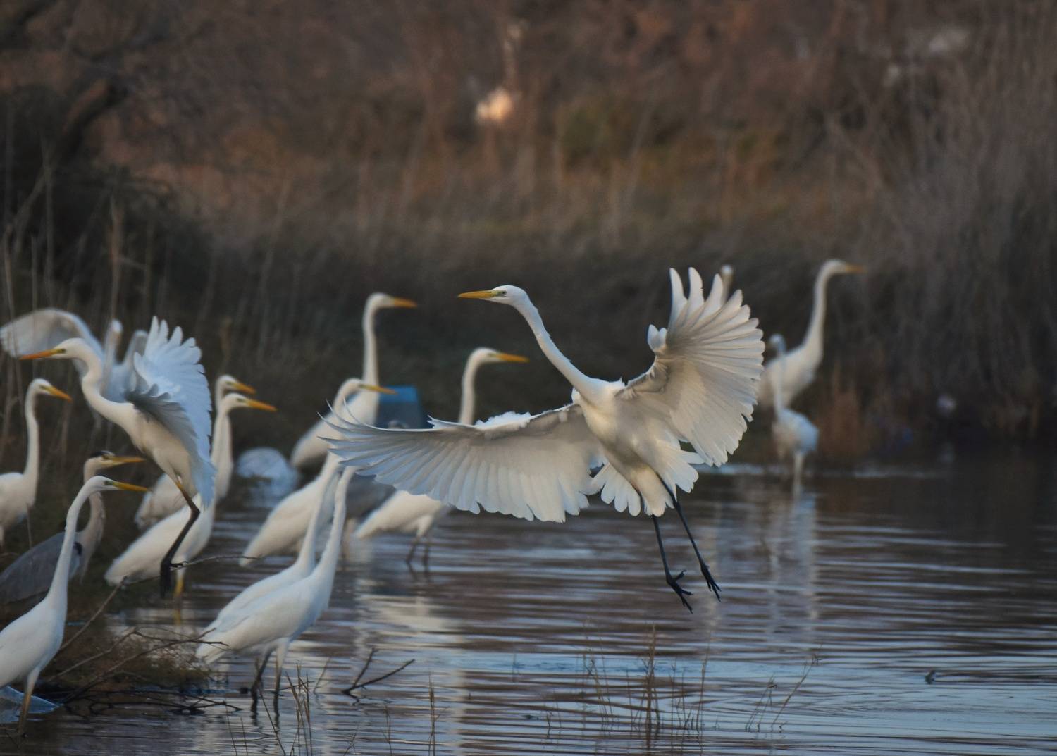 , Герчев Николай