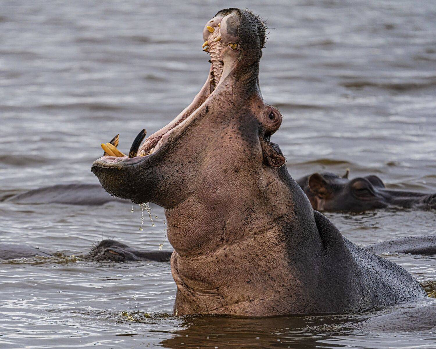 , Антипов Игорь