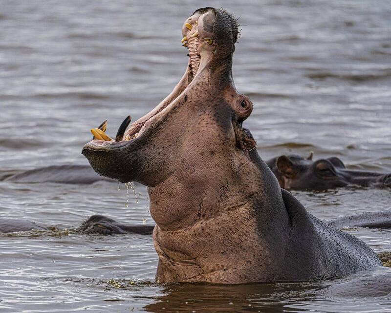 Крик души. фото превью