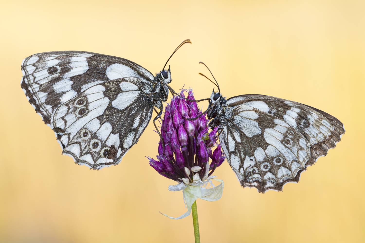 macrophotography, butterfly, bugs, Camilla Zocchi