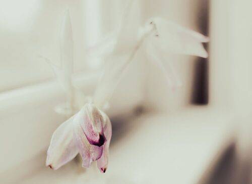 Tulpe