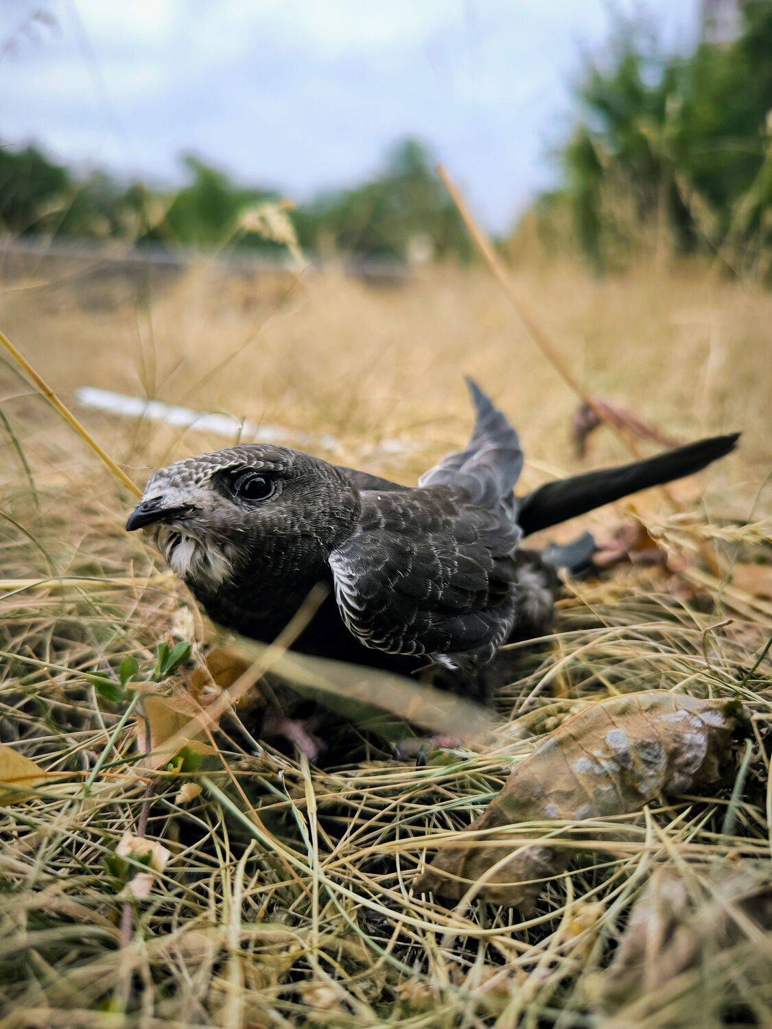 , Раимун Алексей
