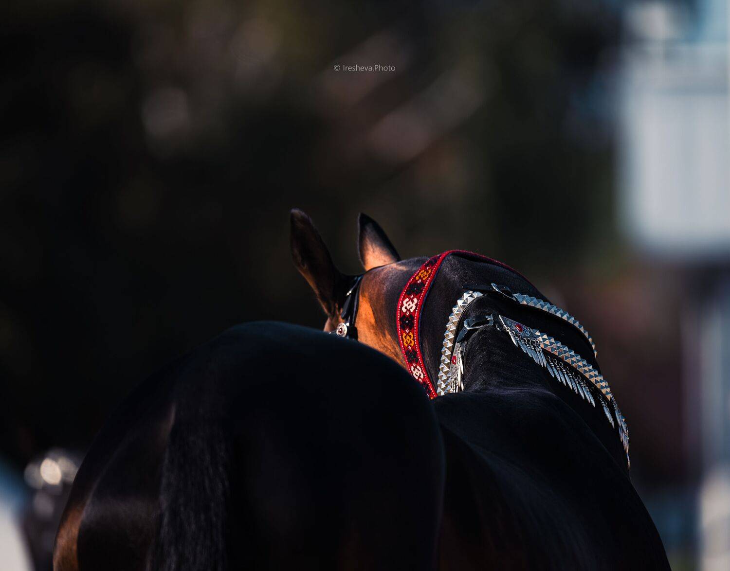 Ахалтекинская порода, Лошадь, Ирешева Мария