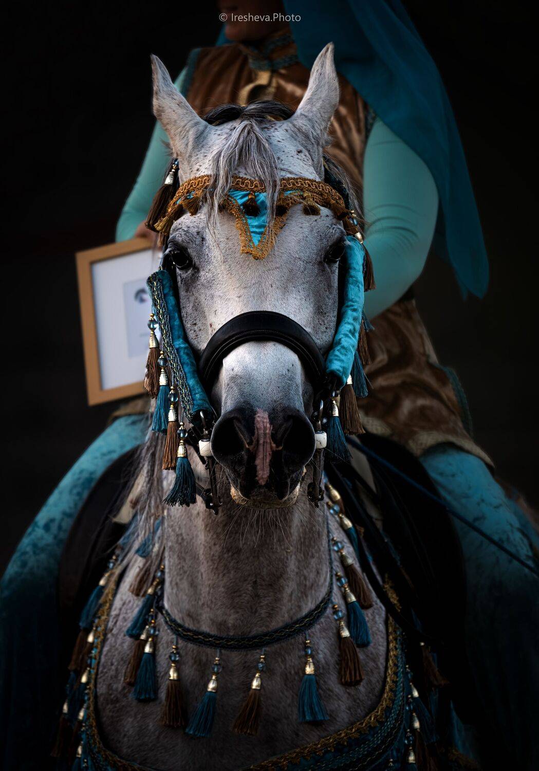 Арабская порода, Лошадь, Ирешева Мария