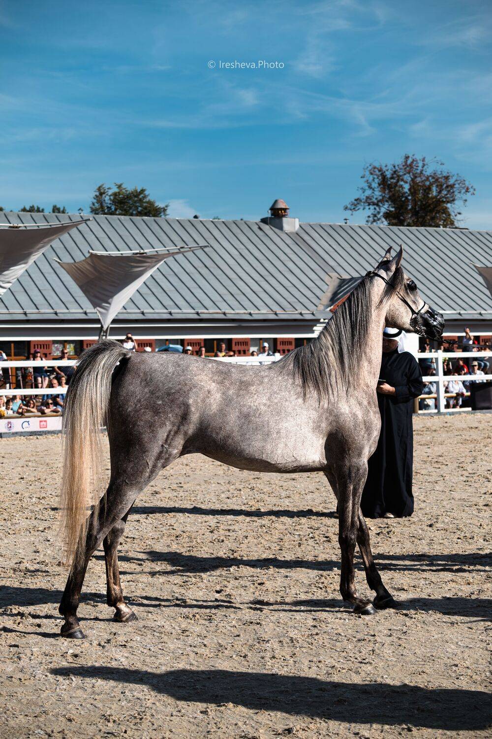 Арабская порода, Лошадь, Ирешева Мария