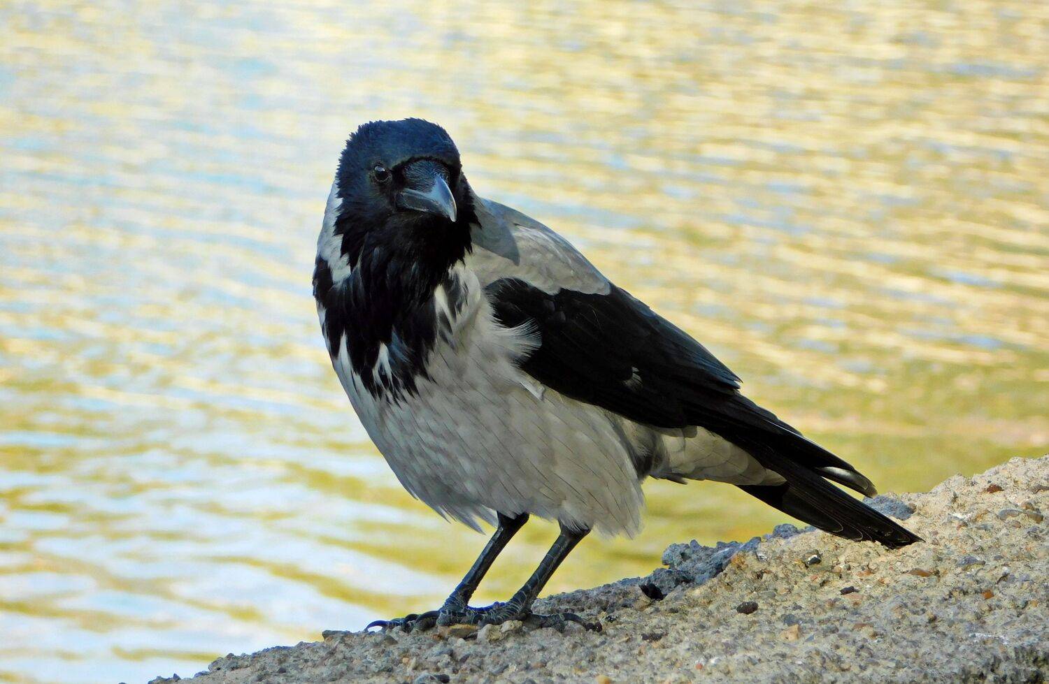 , Сергей Чеченов