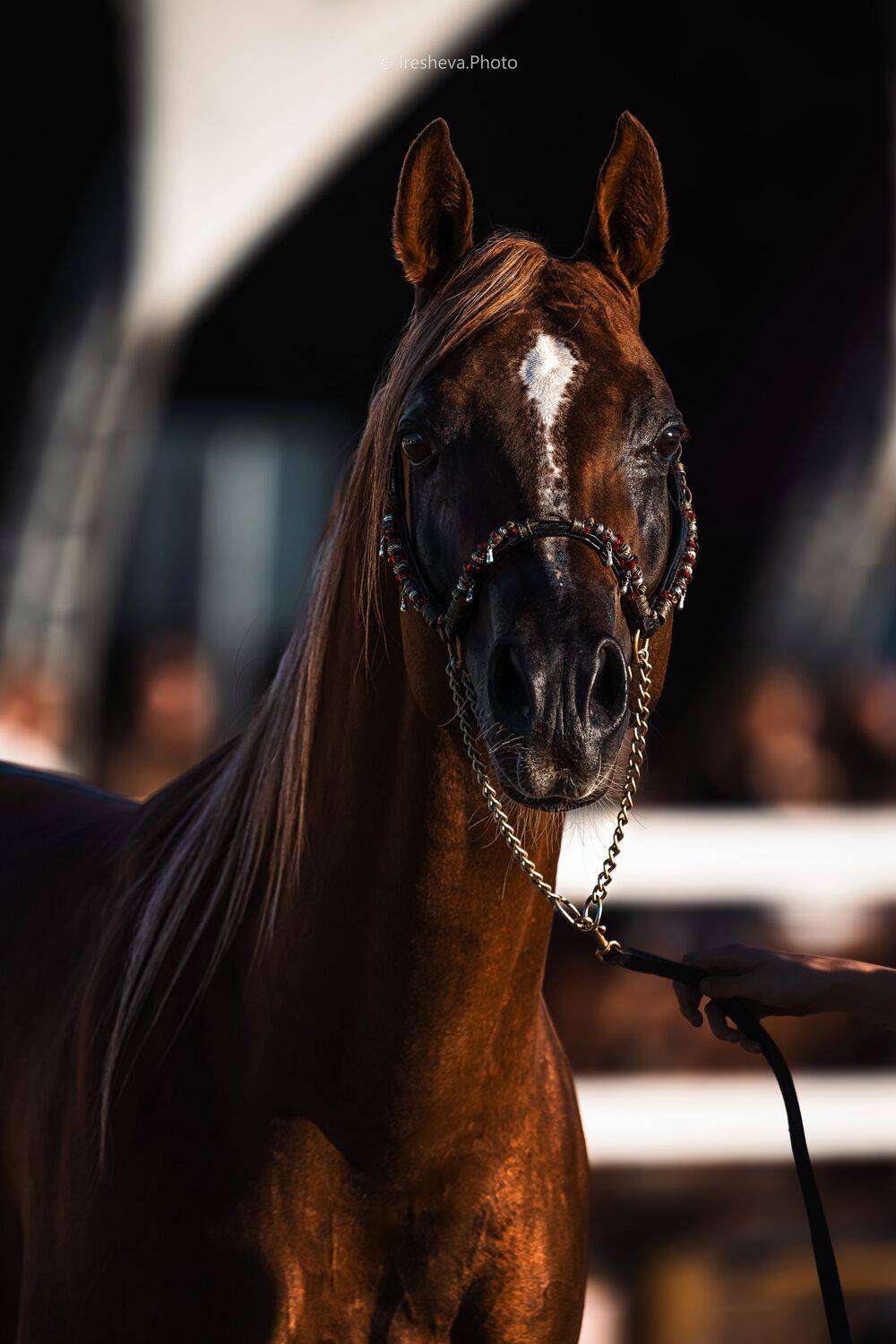 Арабская порода, Лошадь, Ирешева Мария