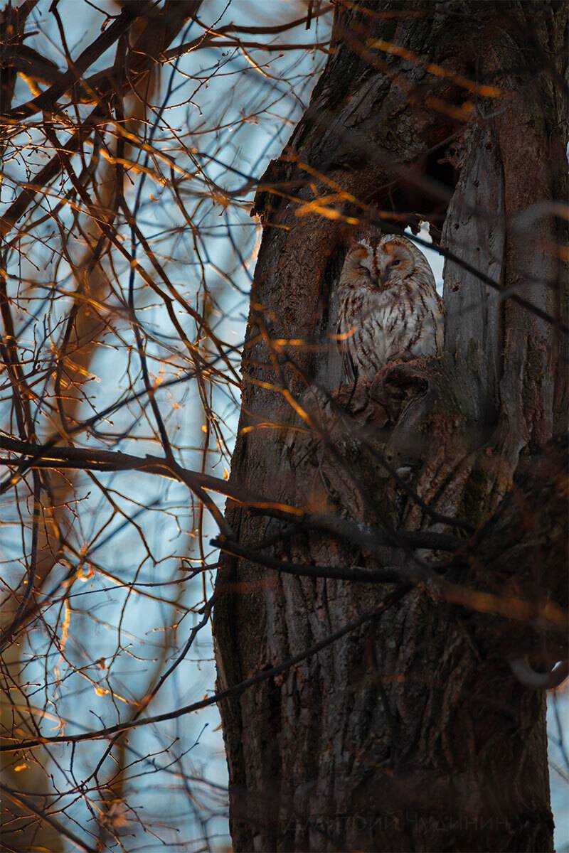 , Чудинин Дмитрий