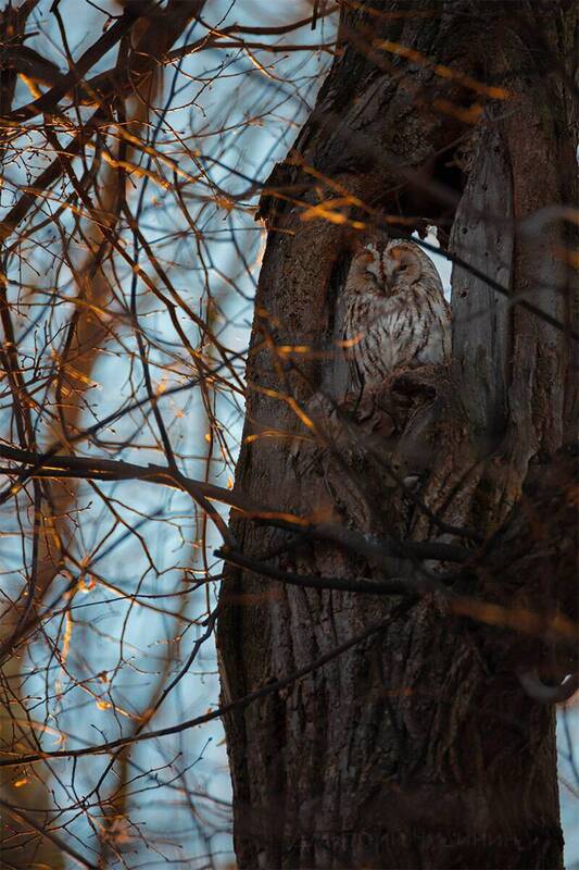 «Спи, глазок, спи, другой!» фото превью