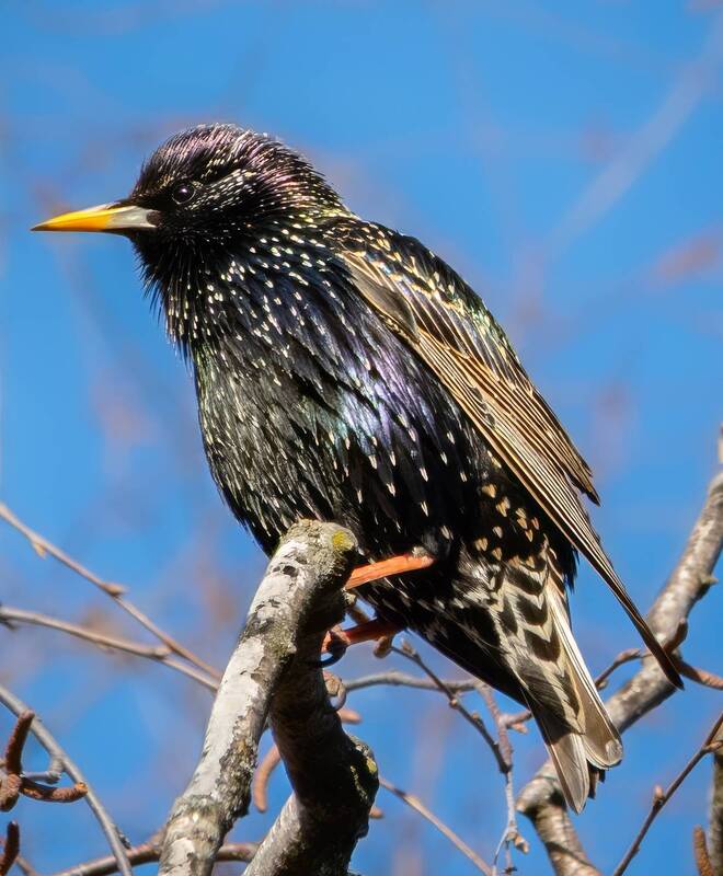 Снял на малышку Sony RX100m7... фото превью