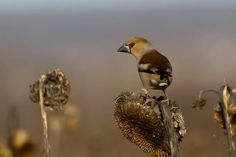 Дубоносы фото превью
