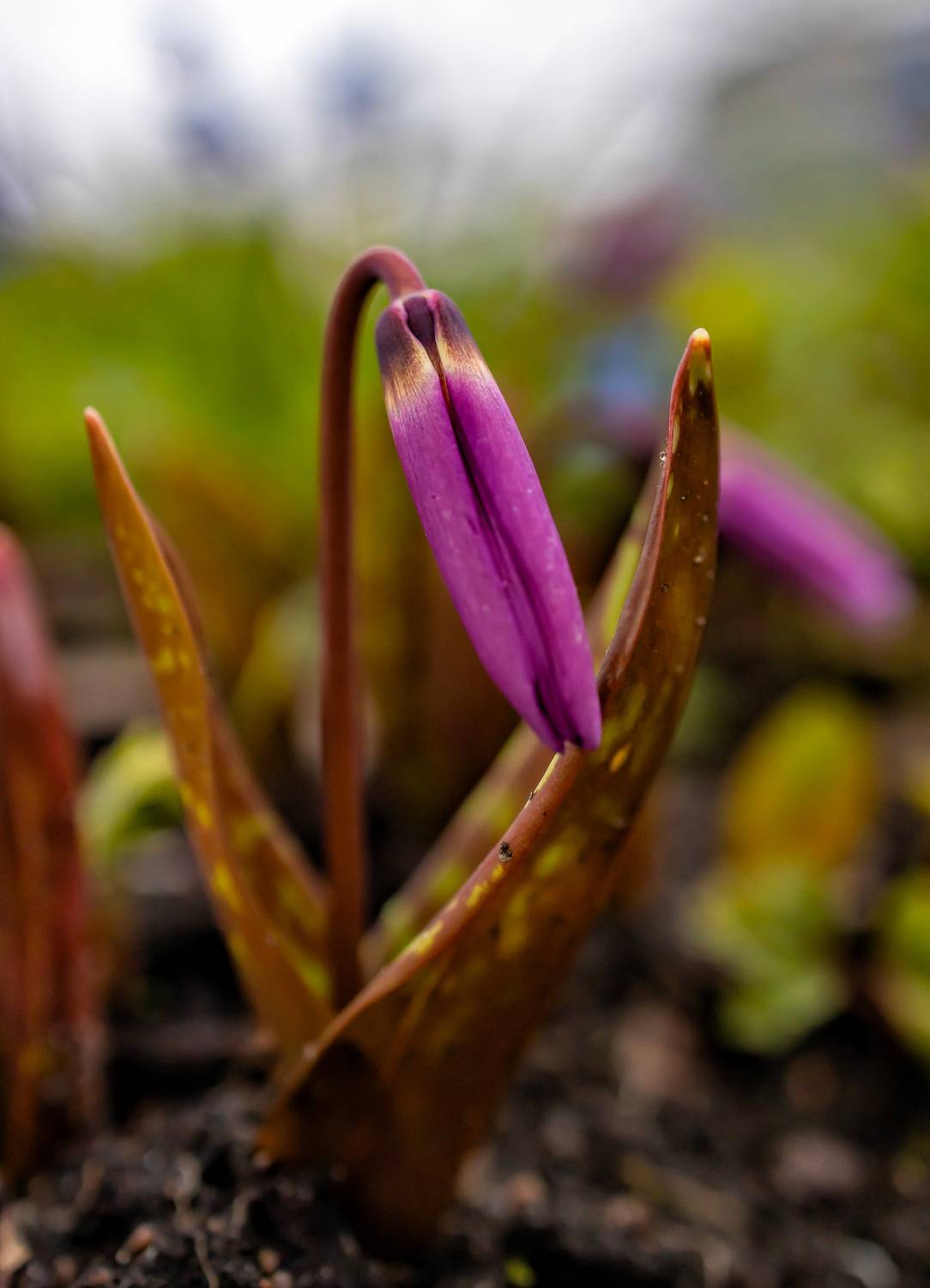 санкт петербург, макро, ботанический сад, первоцвет, Подосинников Максим