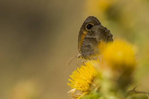 Pyronia tithonus
