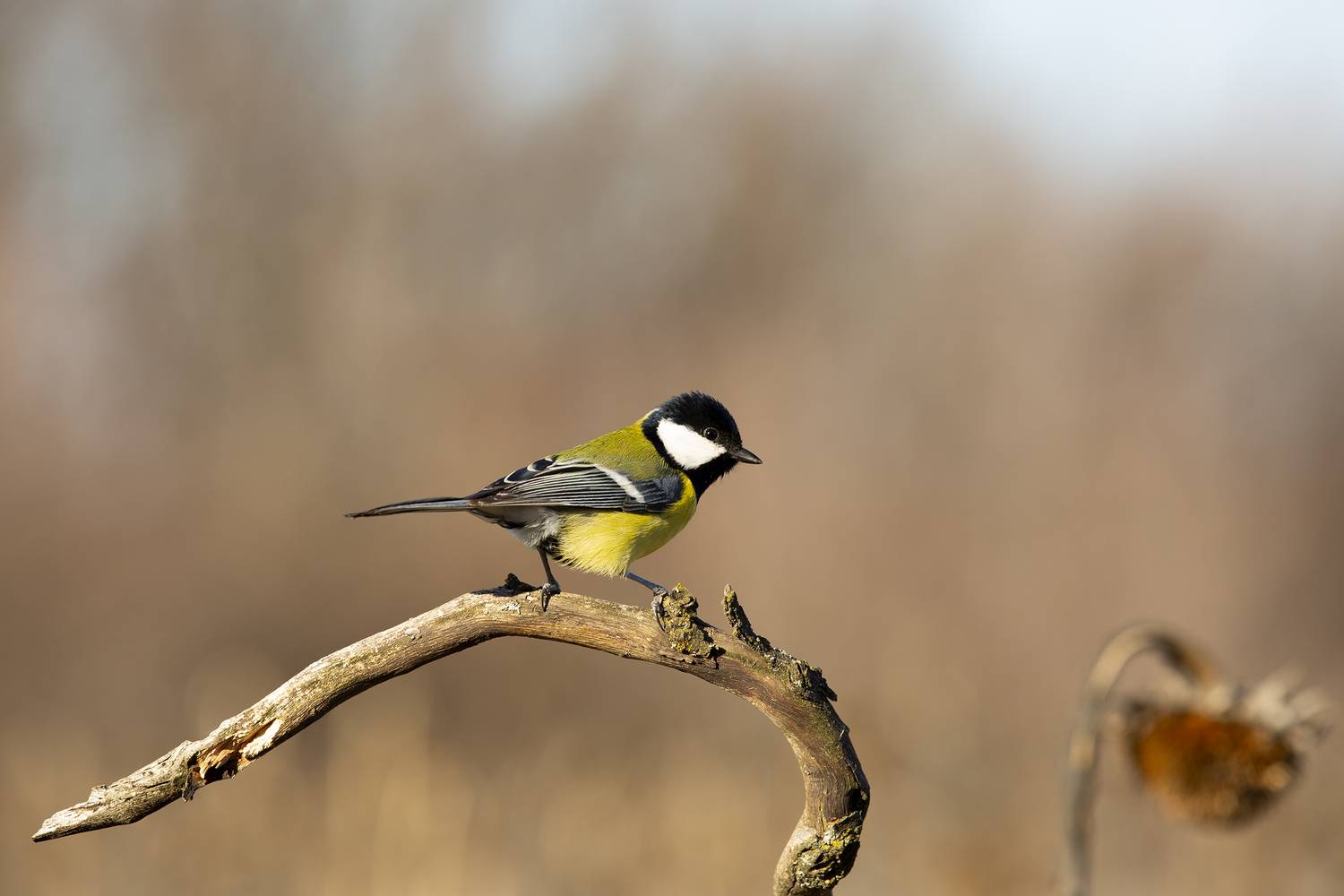 , Валерий Черняк