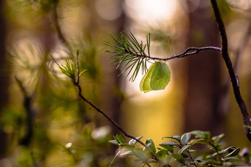 .... фото превью