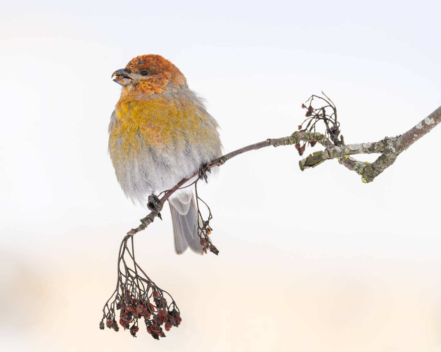 щур, птицы, Ruslan Pl