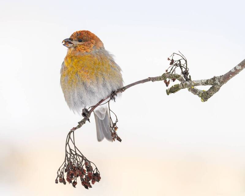 щур, птицы  фото превью