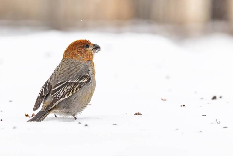щур, птицы  фото превью