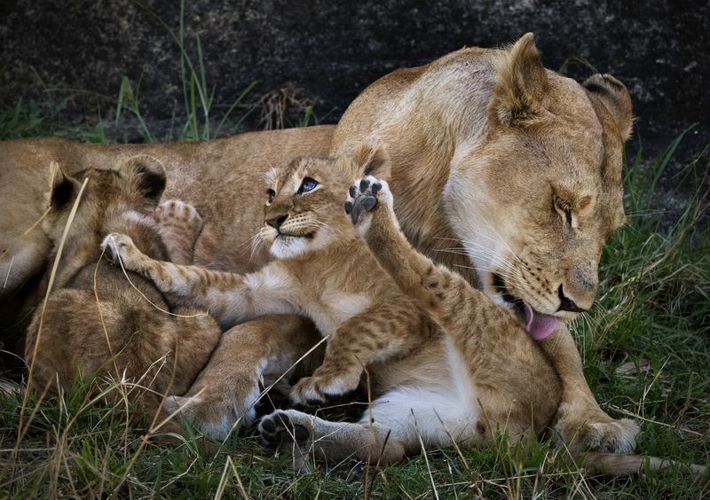 фото превью