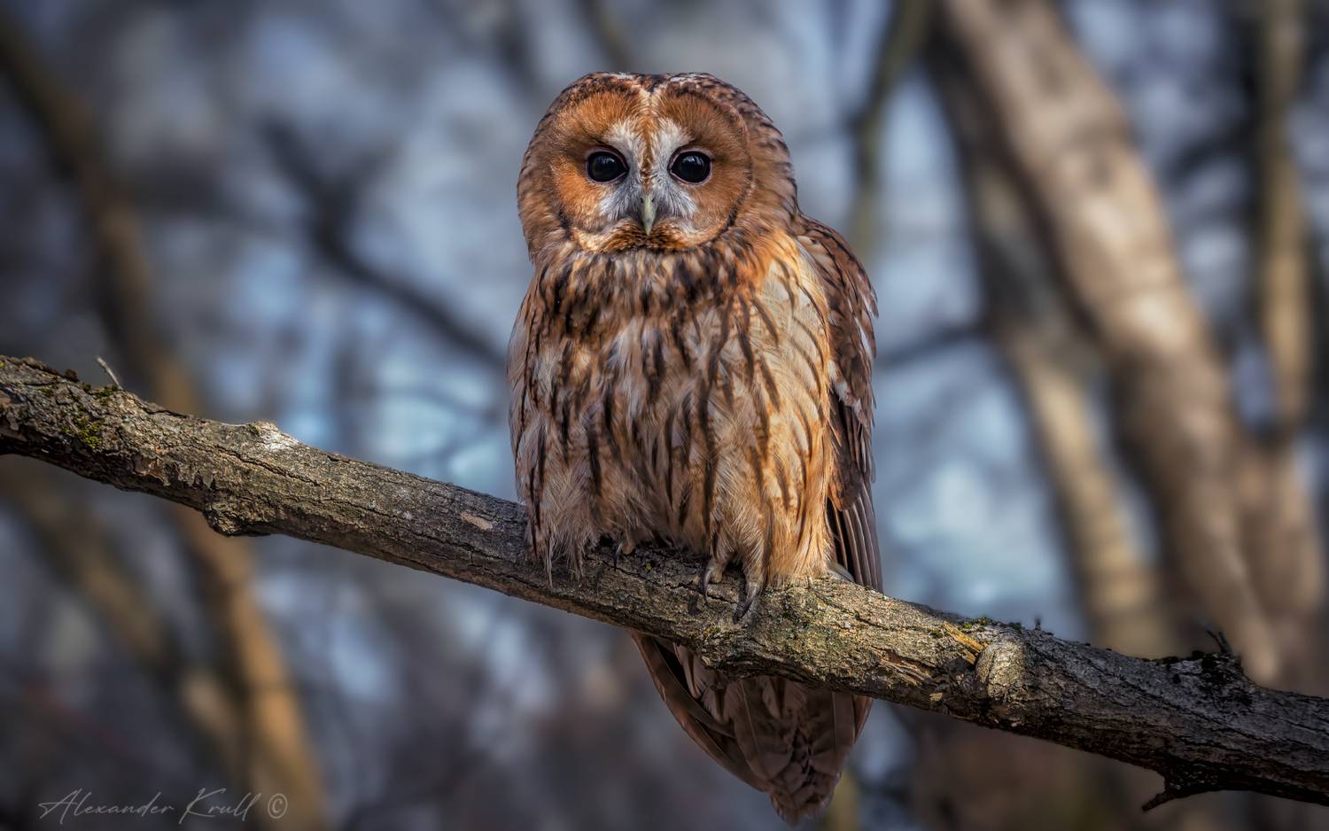 сова, неясыть, серая неясыть, обыкновенная неясыть, strix aluco, tawny owl, Круль Александр