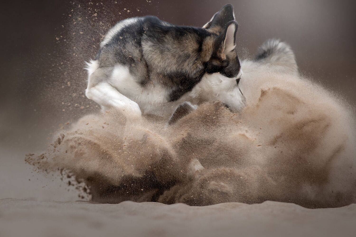 , Светлана Писарева