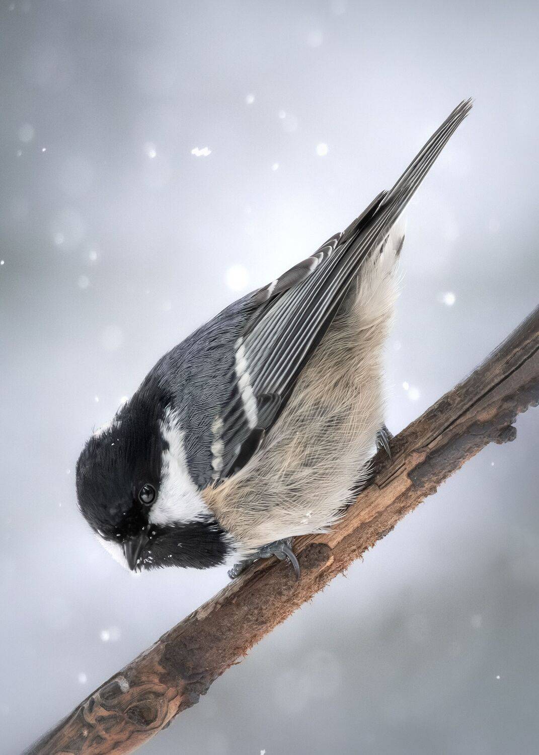 , Полина Шальнева