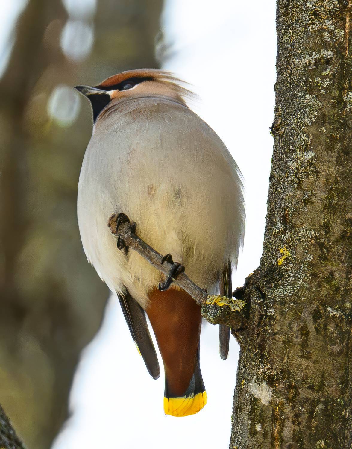 , Курлянцев Алексей