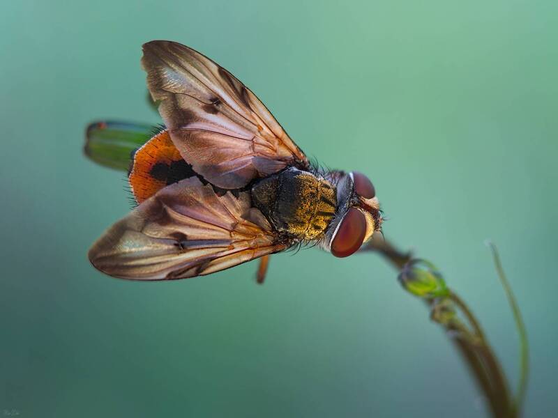 ежемуха, фазия #муха16 фото превью