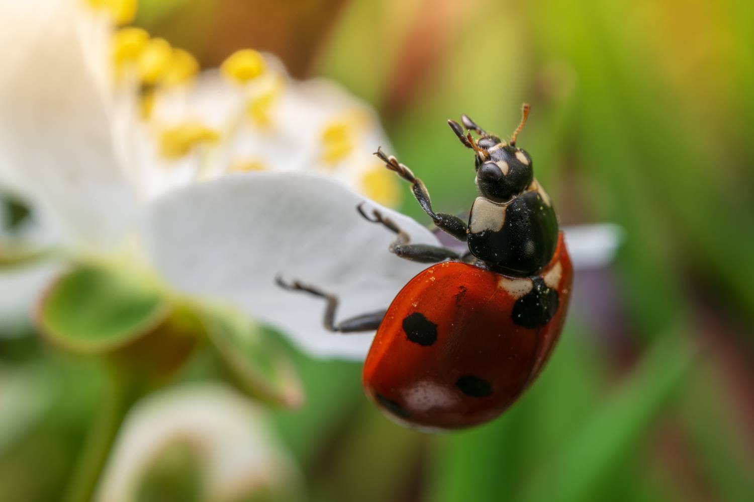 , Сергей Тихомиров
