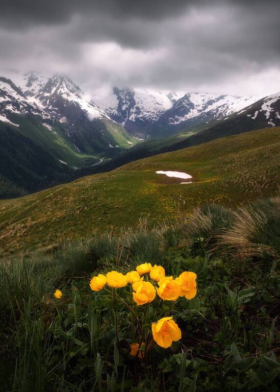 кавказ, карачаево-черкесия, кчр, горы, домбай, горные цветы, весна в горах Горные первоцветы фото превью