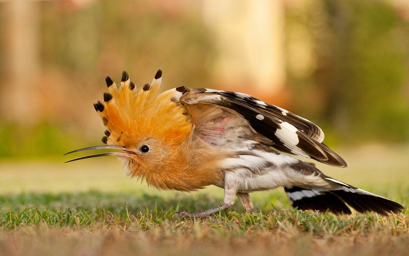 Hoopoe фото превью