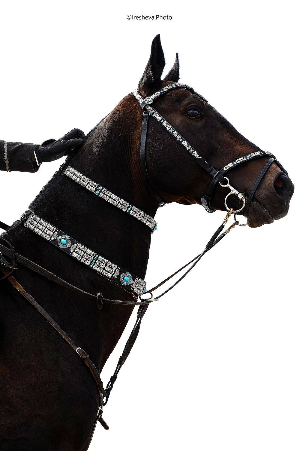 Ахалтекинская порода, Лошадь, Ирешева Мария