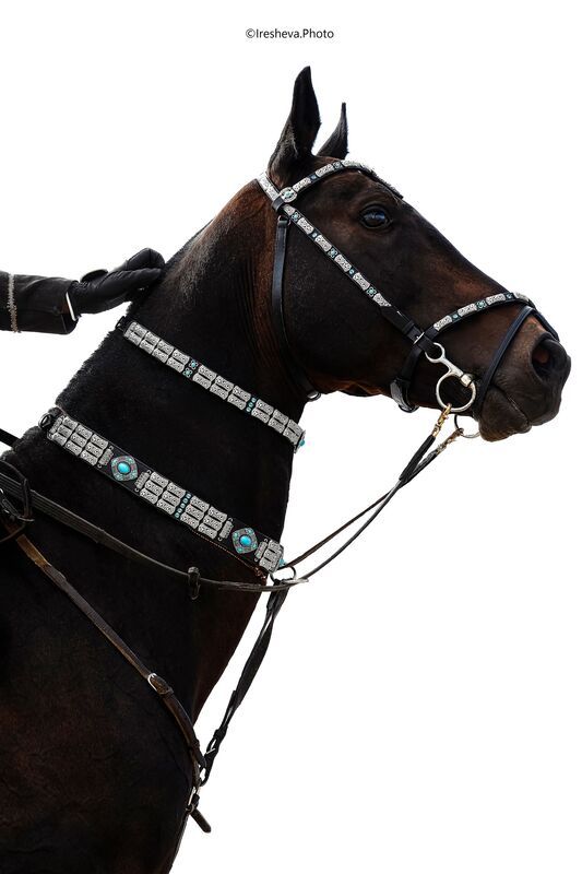 Ахалтекинская порода, Лошадь Яксарт фото превью