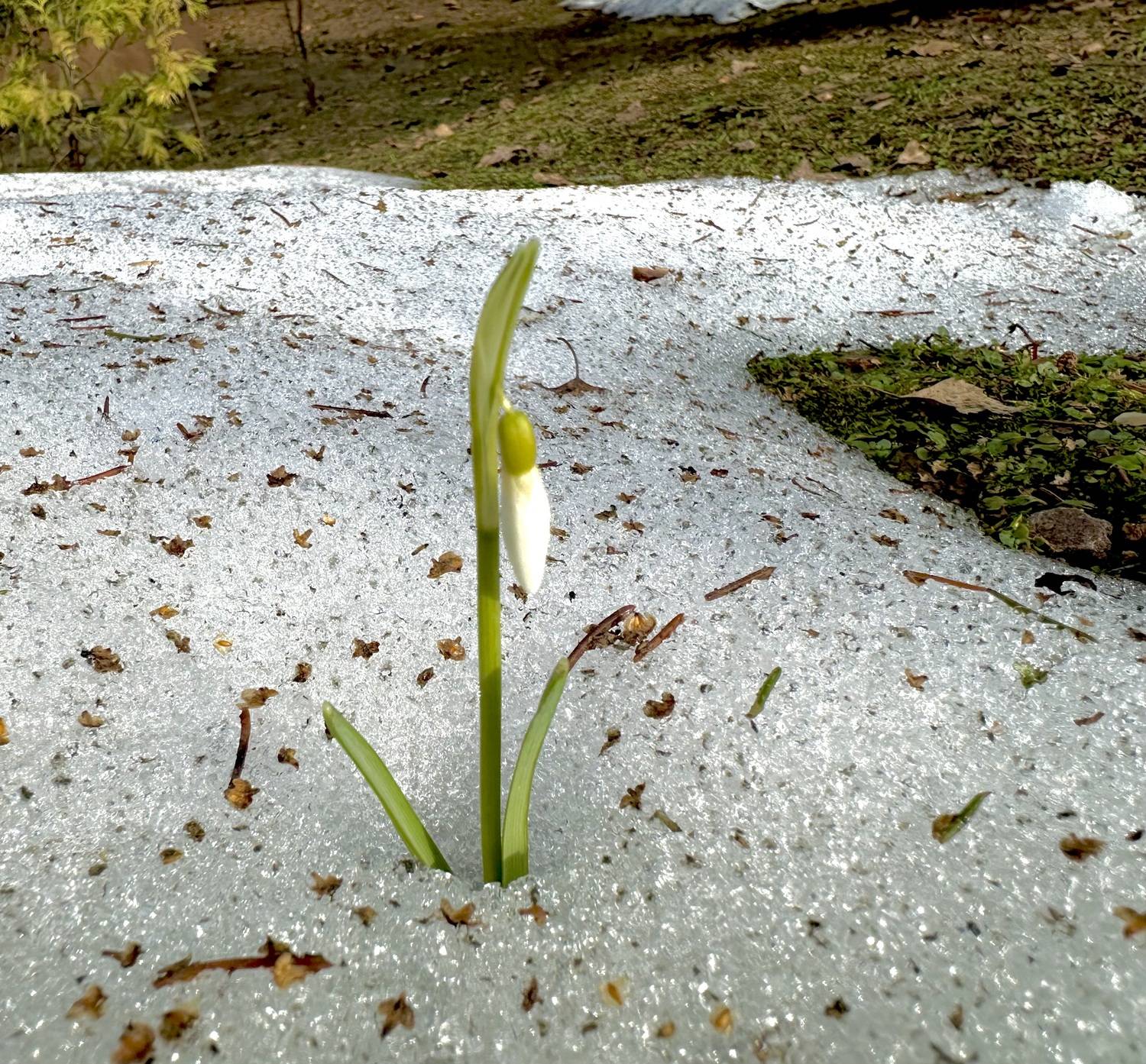 , Курлянцев Алексей