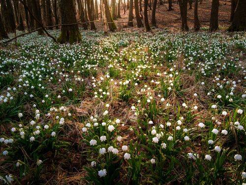Carpet made of flowers