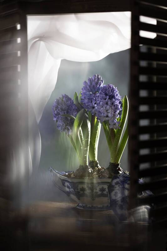 Суп из гиацинтов фото превью