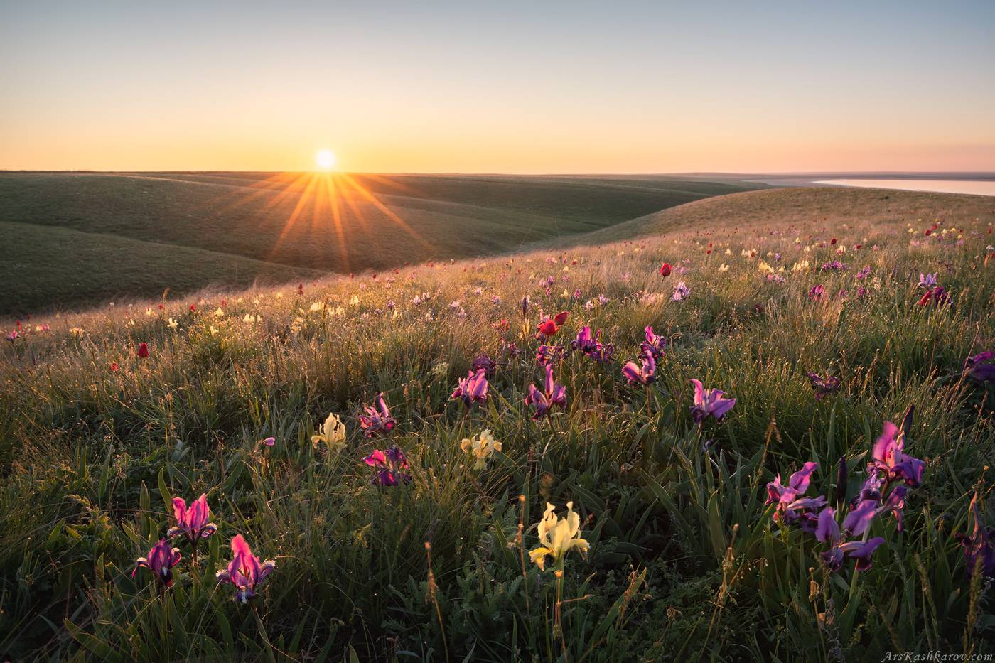 калмыкия, ростовский заповедник, дикие ирисы, цветущая степь, степной пейзаж, Арсений Кашкаров
