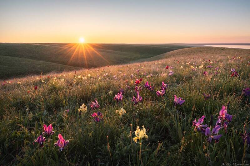 калмыкия, ростовский заповедник, дикие ирисы, цветущая степь, степной пейзаж Ирисовая степь фото превью