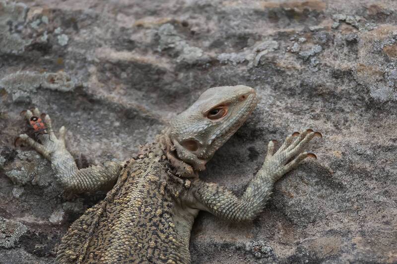 кавказская агама, ящерица Кавказская Агама.. фото превью