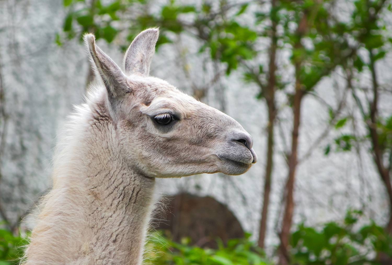 лама, лама гуанако, lama guanicoe, КарОл