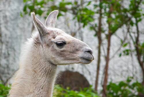 Портрет Ламы Гуанако