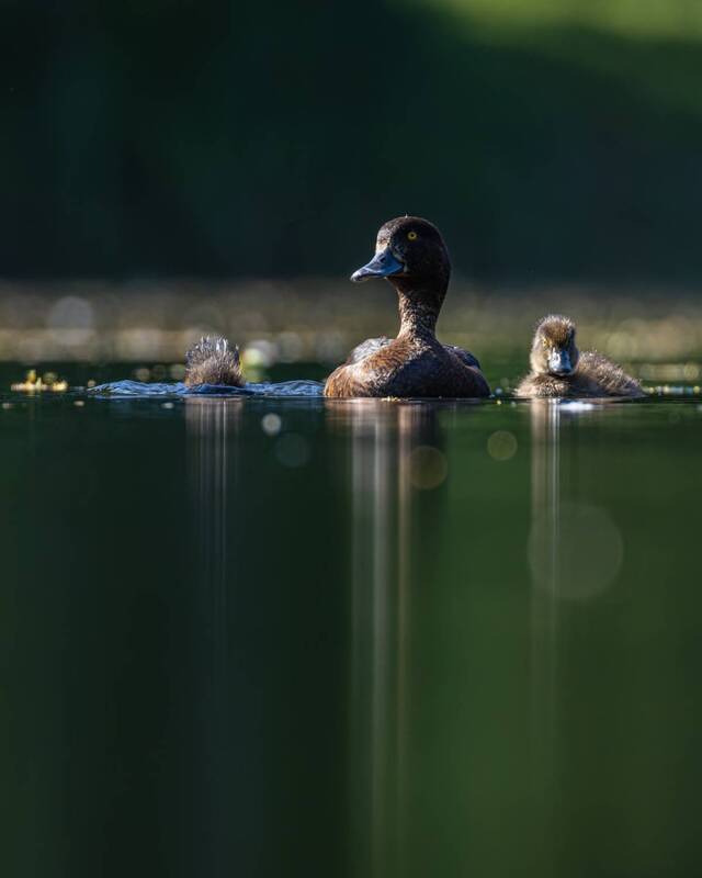 хохлатая чернеть, нырки, утки, птицы, утята  фото превью