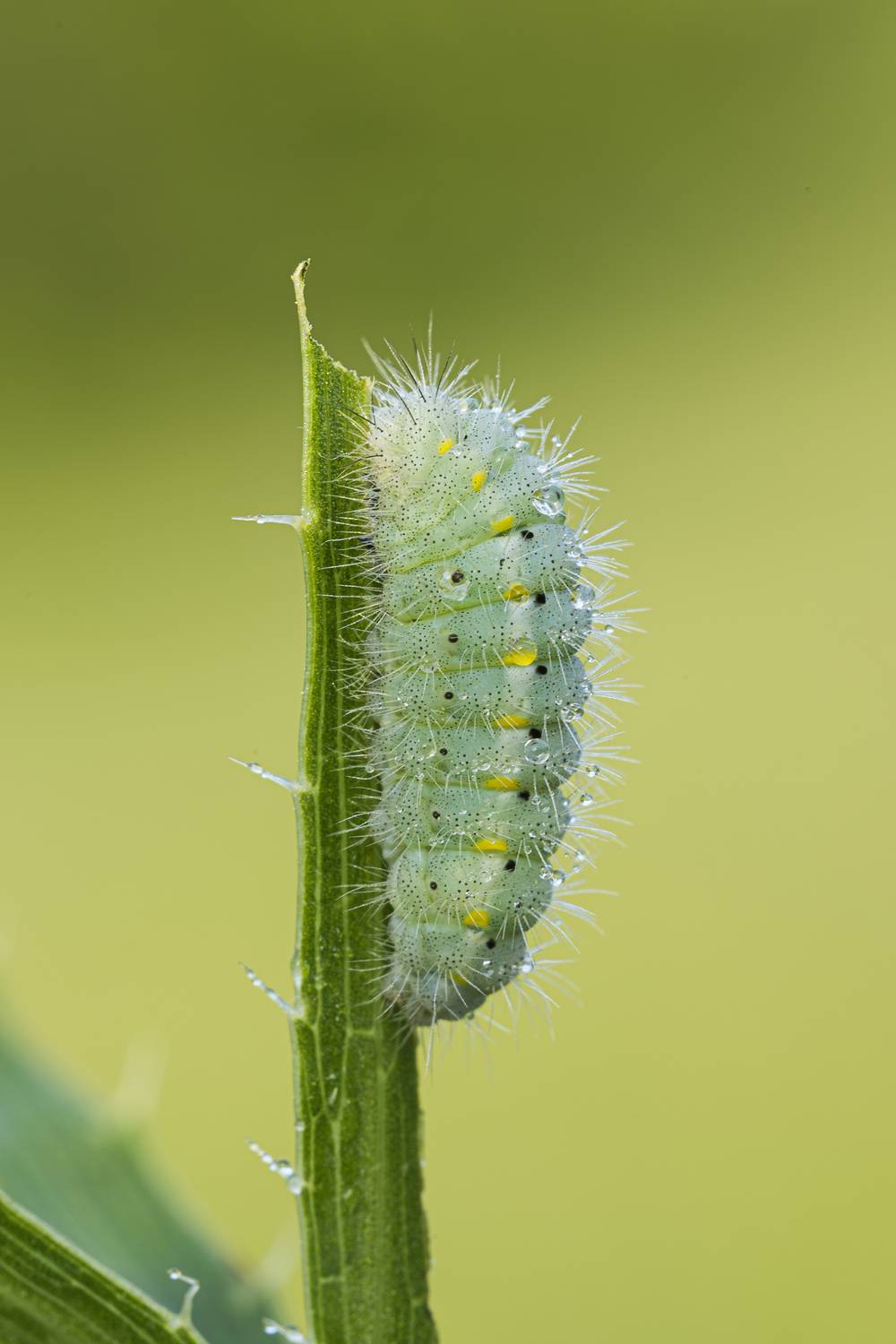 macrophotography, caterpillar, bugs, Camilla Zocchi