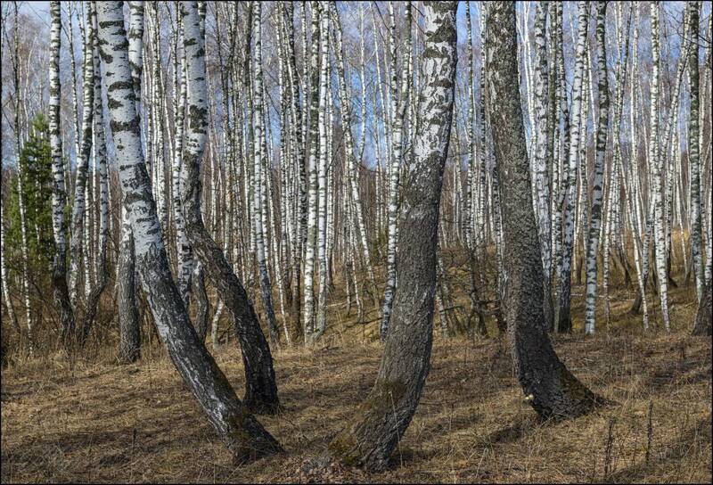 Весны берёзовая вязь фото превью